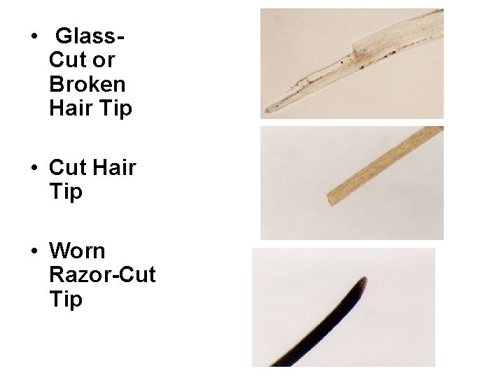  • Glass. Cut or Broken Hair Tip • Cut Hair Tip • Worn