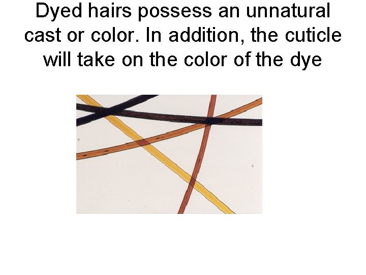 Dyed hairs possess an unnatural cast or color. In addition, the cuticle will take