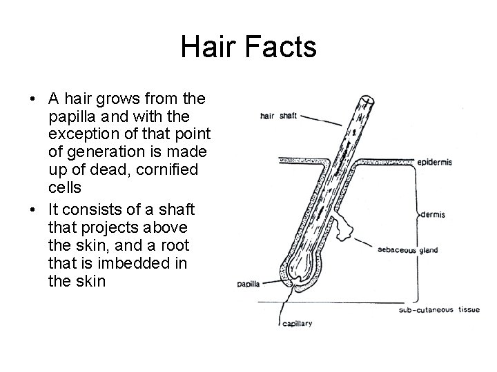 Hair Facts • A hair grows from the papilla and with the exception of