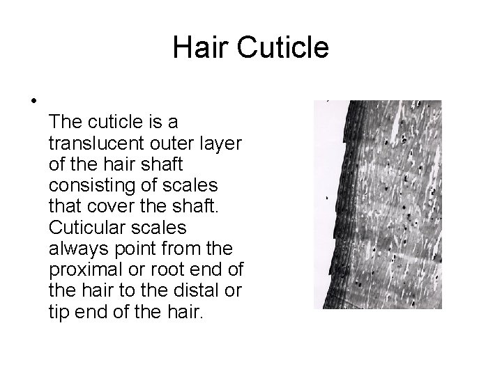 Hair Cuticle • The cuticle is a translucent outer layer of the hair shaft