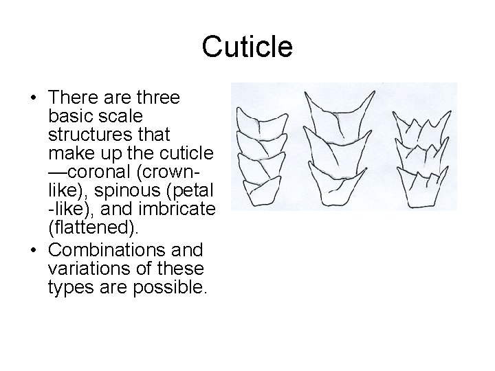 Cuticle • There are three basic scale structures that make up the cuticle —coronal