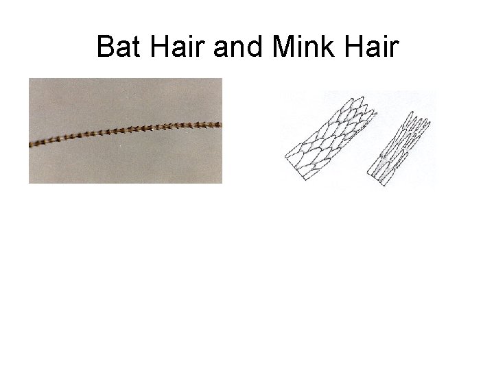 Bat Hair and Mink Hair 