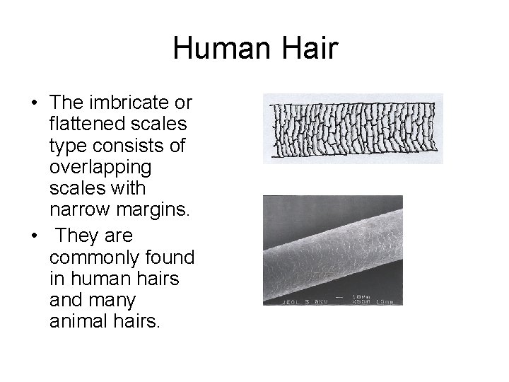 Human Hair • The imbricate or flattened scales type consists of overlapping scales with