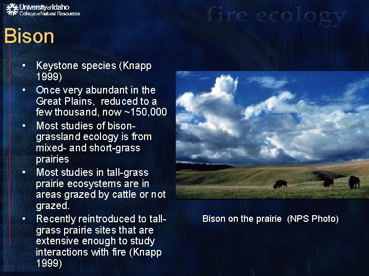 Bison • Keystone species (Knapp 1999) • Once very abundant in the Great Plains,
