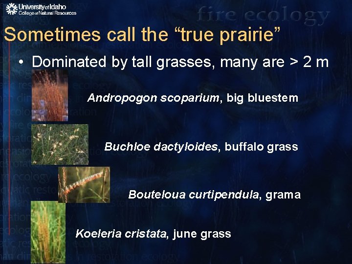 Sometimes call the “true prairie” • Dominated by tall grasses, many are > 2