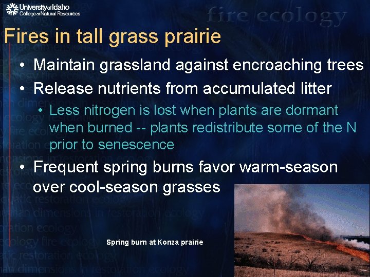 Fires in tall grass prairie • Maintain grassland against encroaching trees • Release nutrients