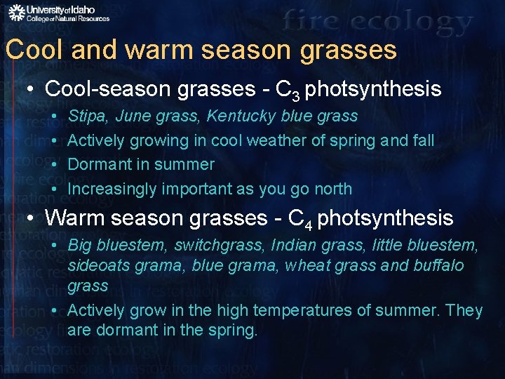 Cool and warm season grasses • Cool-season grasses - C 3 photsynthesis • •