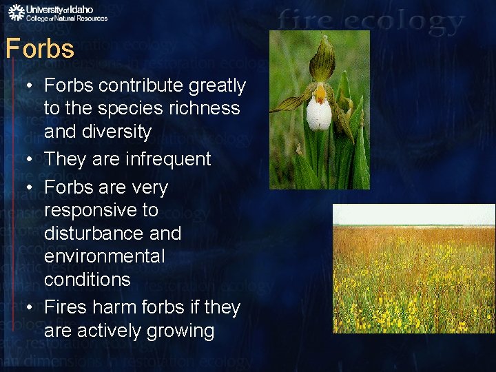 Forbs • Forbs contribute greatly to the species richness and diversity • They are