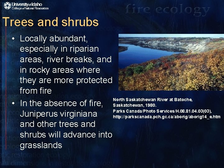 Trees and shrubs • Locally abundant, especially in riparian areas, river breaks, and in