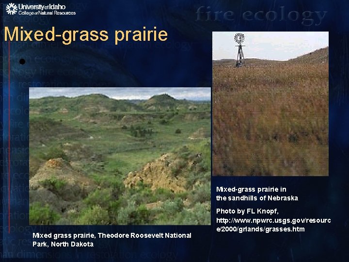 Mixed-grass prairie • Mixed-grass prairie in the sandhills of Nebraska Mixed grass prairie, Theodore