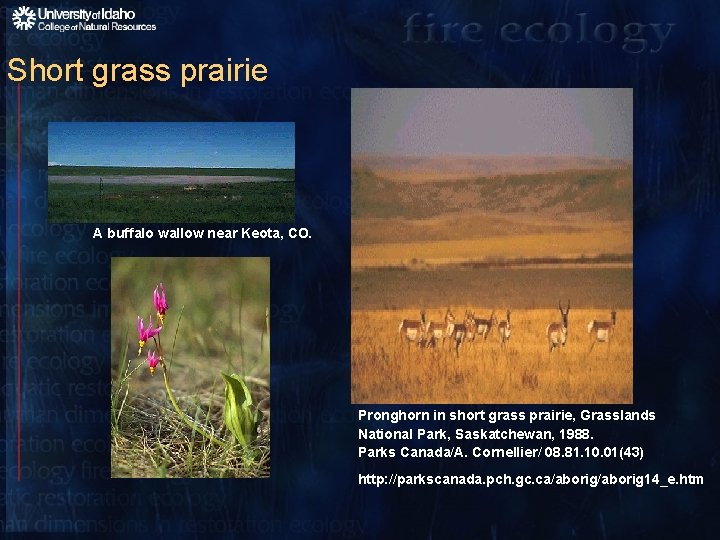 Short grass prairie A buffalo wallow near Keota, CO. Pronghorn in short grass prairie,