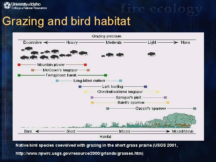 Grazing and bird habitat Native bird species coevolved with grazing in the short grass