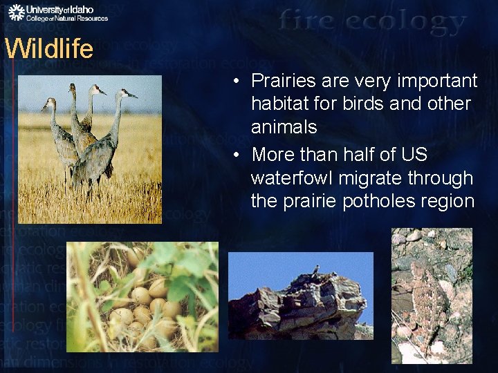 Wildlife • Prairies are very important habitat for birds and other animals • More