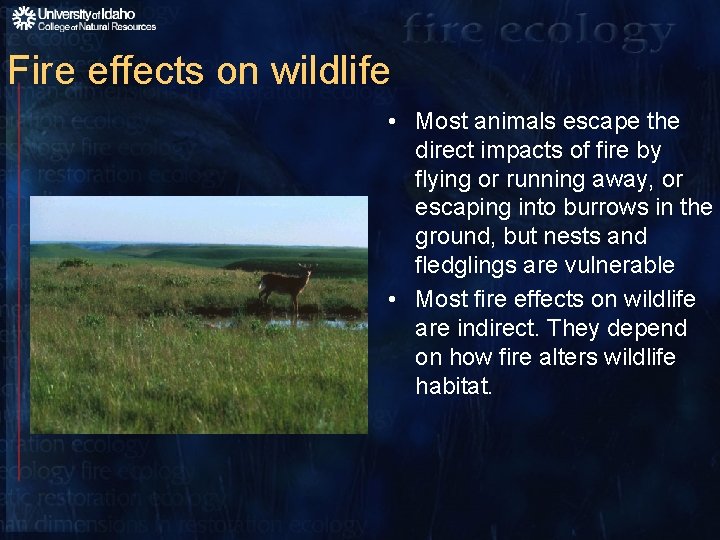 Fire effects on wildlife • Most animals escape the direct impacts of fire by