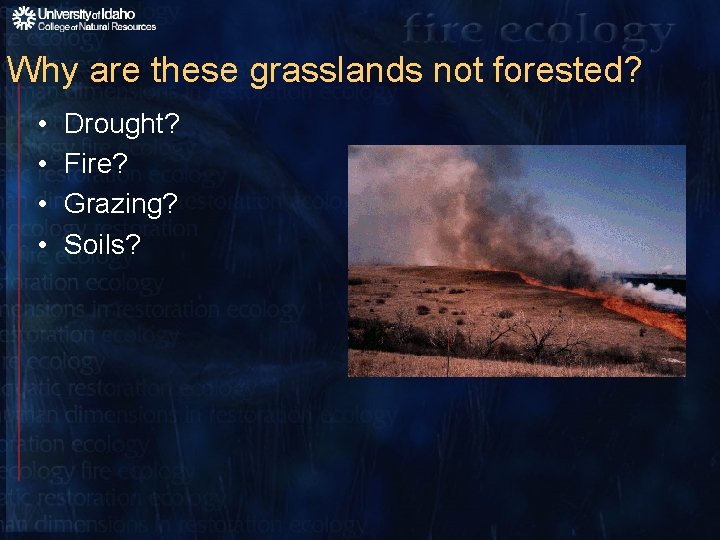 Why are these grasslands not forested? • • Drought? Fire? Grazing? Soils? 