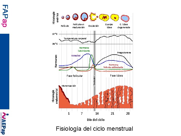 Histología ovárica Folículo en maduración Cuerpo lúteo Ovulación C. lúteo degenerado 37 °C Temperatura