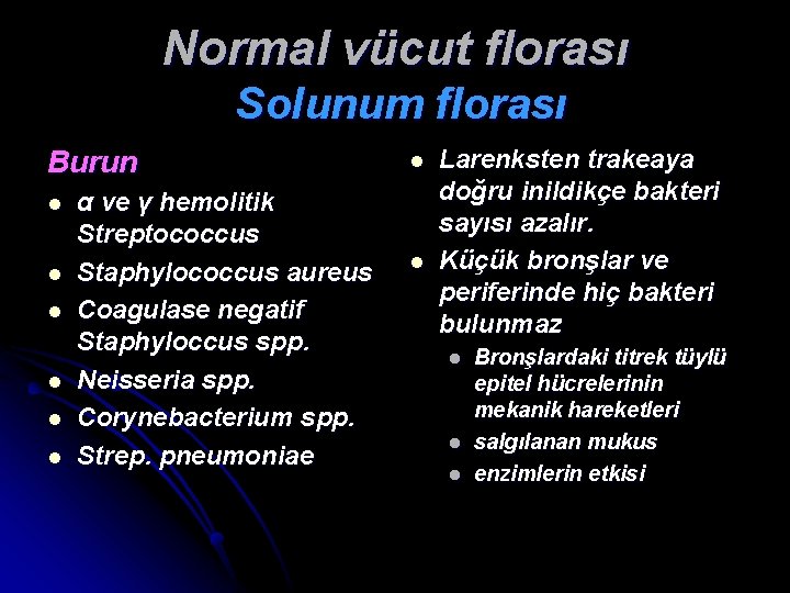 Normal vücut florası Solunum florası Burun l l l α ve γ hemolitik Streptococcus