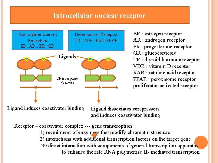 Intracellular nuclear receptor Homodimer Steroid Receptors ER, AR , PR, GR Heterodimer Receptor TR,