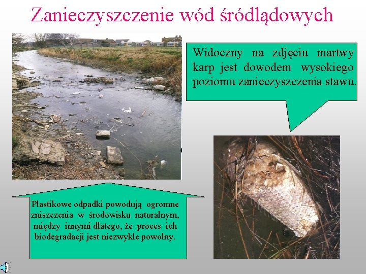 Zanieczyszczenie wód śródlądowych Widoczny na zdjęciu martwy karp jest dowodem wysokiego poziomu zanieczyszczenia stawu.