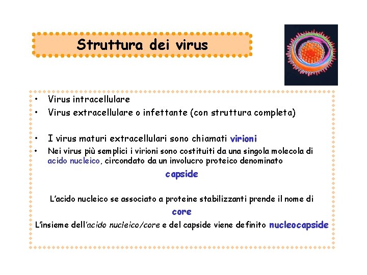 Struttura dei virus • • Virus intracellulare Virus extracellulare o infettante (con struttura completa)