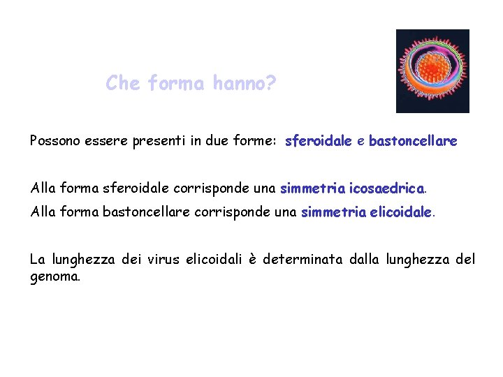 Che forma hanno? Possono essere presenti in due forme: sferoidale e bastoncellare Alla forma