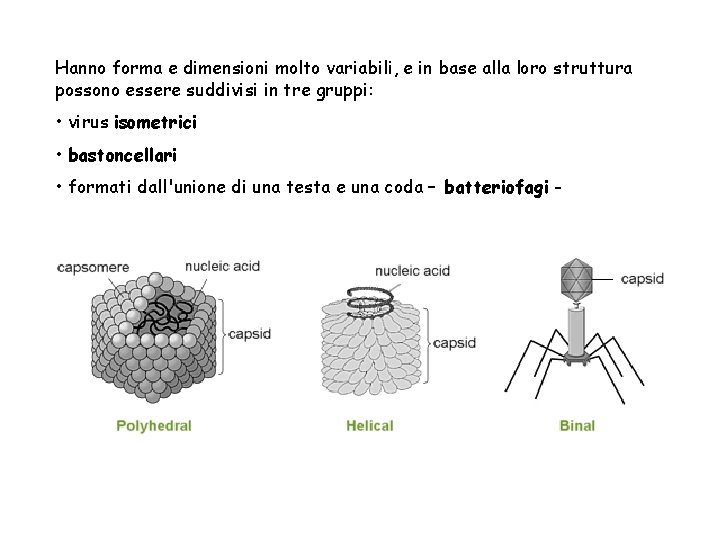 Hanno forma e dimensioni molto variabili, e in base alla loro struttura possono essere