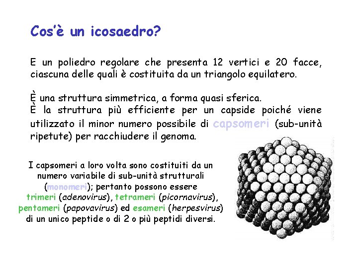 Cos’è un icosaedro? E un poliedro regolare che presenta 12 vertici e 20 facce,