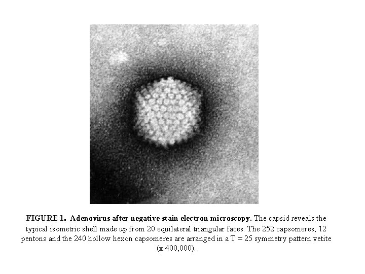 FIGURE 1. Adenovirus after negative stain electron microscopy. The capsid reveals the typical isometric