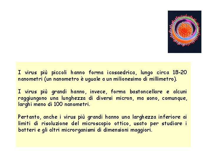 I virus più piccoli hanno forma icosaedrica, lungo circa 18 -20 nanometri (un nanometro