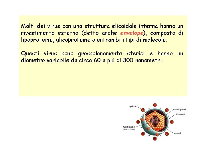  Molti dei virus con una struttura elicoidale interna hanno un rivestimento esterno (detto