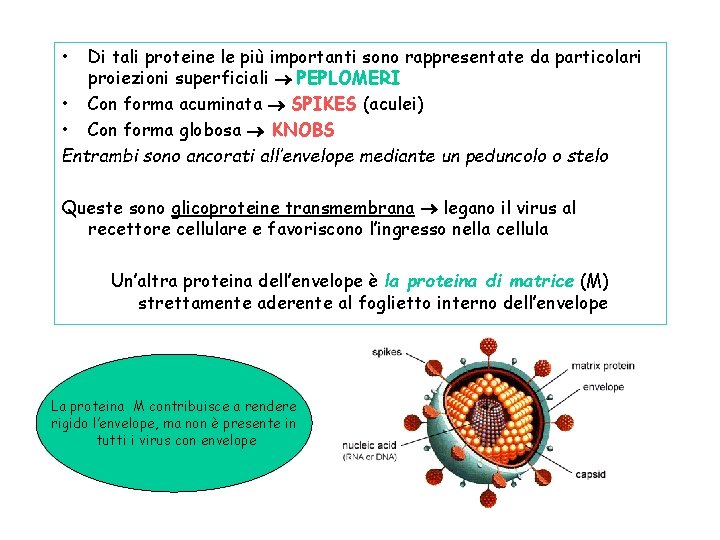  • Di tali proteine le più importanti sono rappresentate da particolari proiezioni superficiali