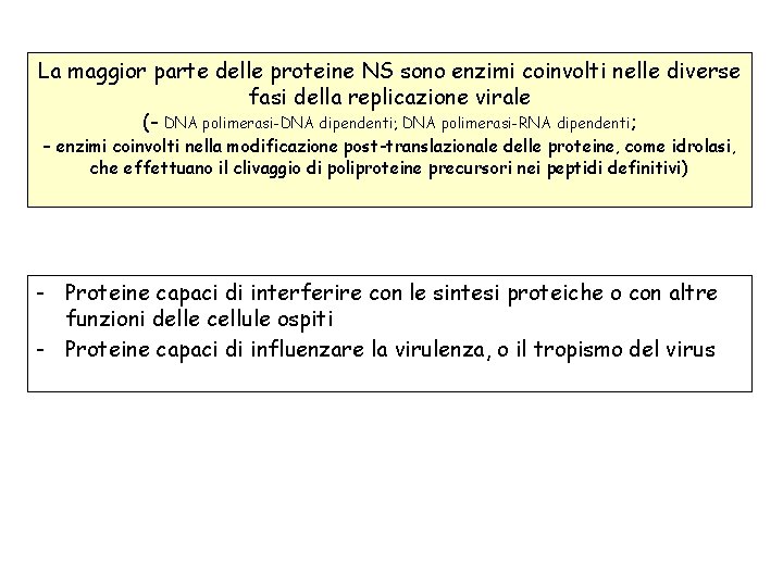 La maggior parte delle proteine NS sono enzimi coinvolti nelle diverse fasi della replicazione