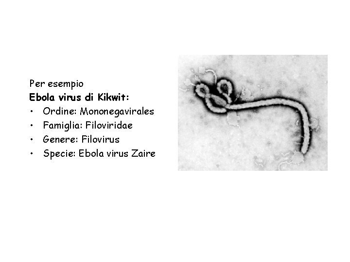 Per esempio Ebola virus di Kikwit: • Ordine: Mononegavirales • Famiglia: Filoviridae • Genere: