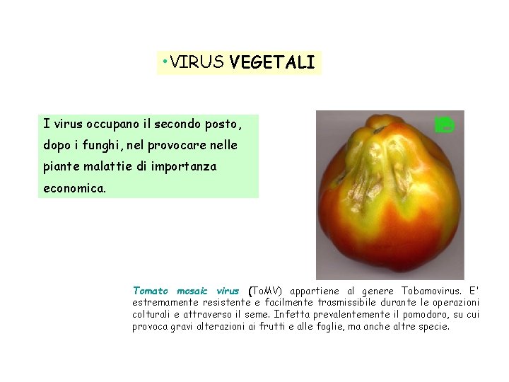  • VIRUS VEGETALI I virus occupano il secondo posto, dopo i funghi, nel