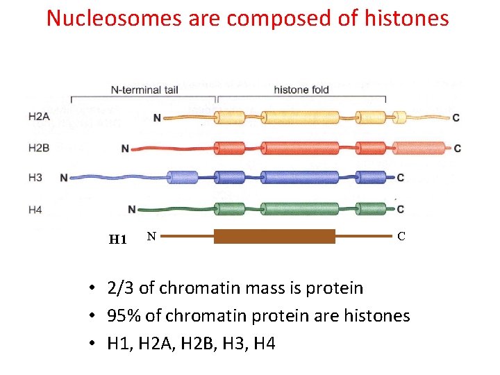 Nucleosomes are composed of histones H 1 N C • 2/3 of chromatin mass
