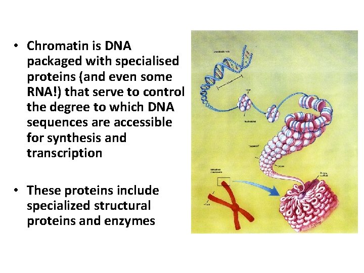  • Chromatin is DNA packaged with specialised proteins (and even some RNA!) that