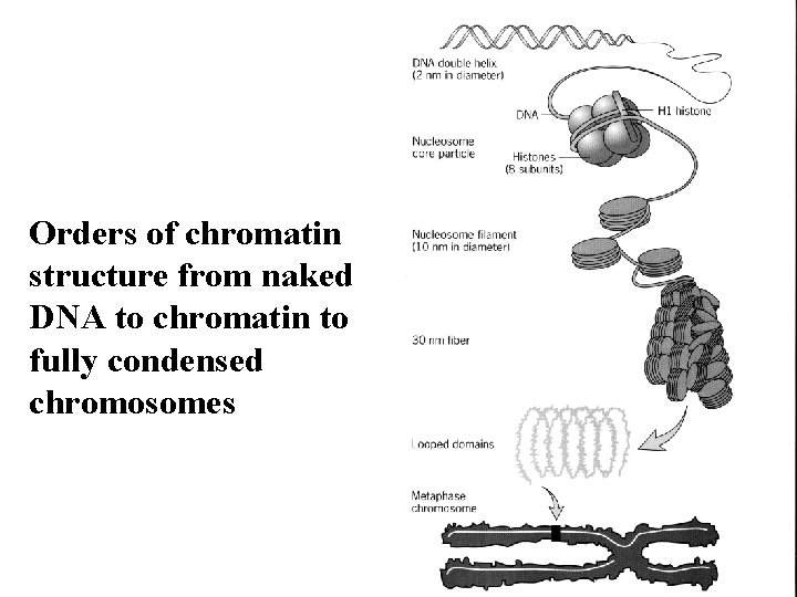 Orders of chromatin structure from naked DNA to chromatin to fully condensed chromosomes 