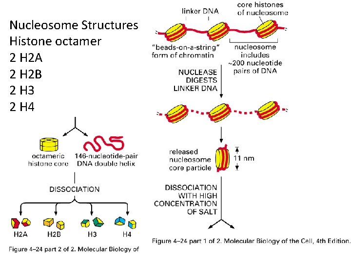 Nucleosome Structures Histone octamer 2 H 2 A 2 H 2 B 2 H