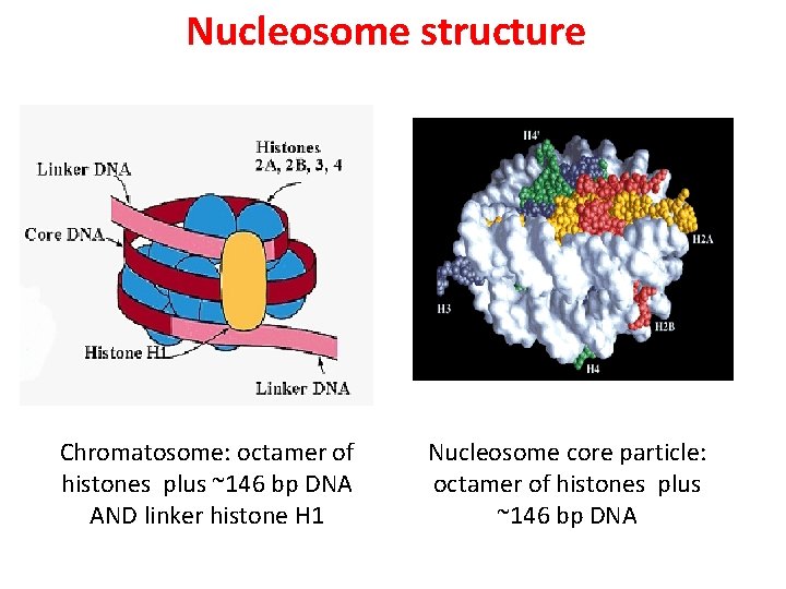 Nucleosome structure Chromatosome: octamer of histones plus ~146 bp DNA AND linker histone H