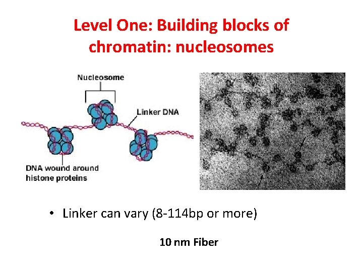 Level One: Building blocks of chromatin: nucleosomes • Linker can vary (8 -114 bp