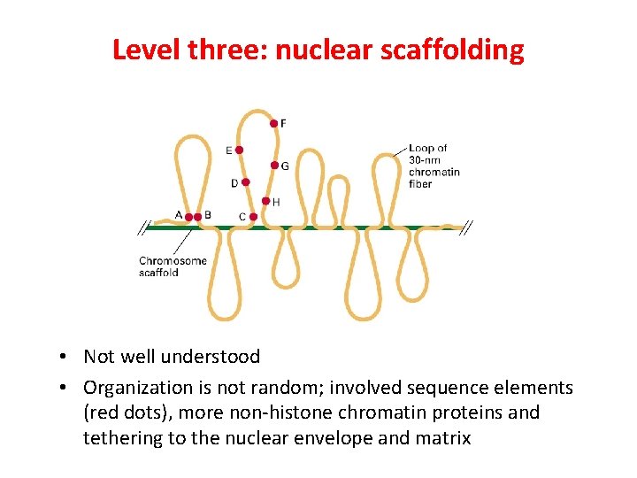 Level three: nuclear scaffolding • Not well understood • Organization is not random; involved