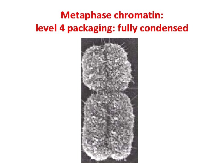 Metaphase chromatin: level 4 packaging: fully condensed 