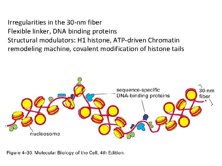 Irregularities in the 30 -nm fiber Flexible linker, DNA binding proteins Structural modulators: H