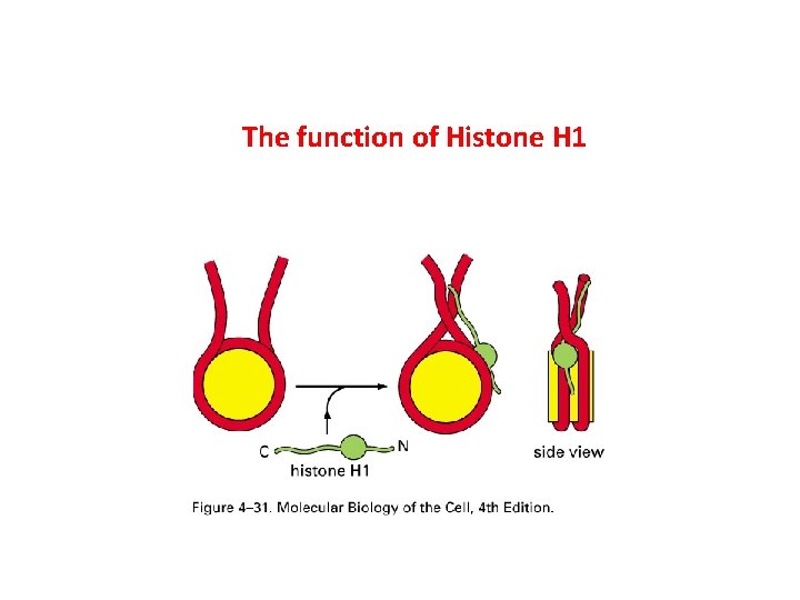 The function of Histone H 1 