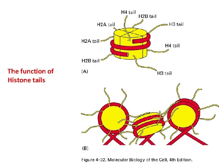 The function of Histone tails 