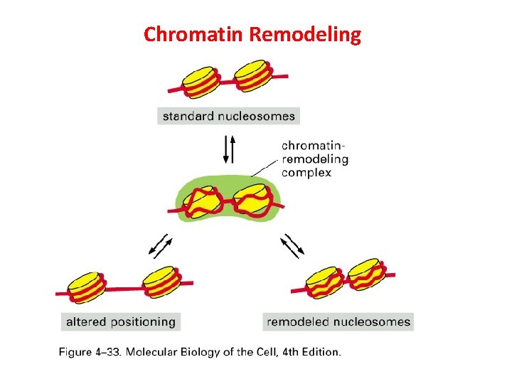 Chromatin Remodeling 