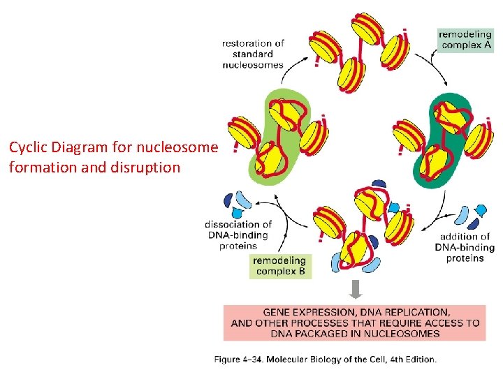 Cyclic Diagram for nucleosome formation and disruption 