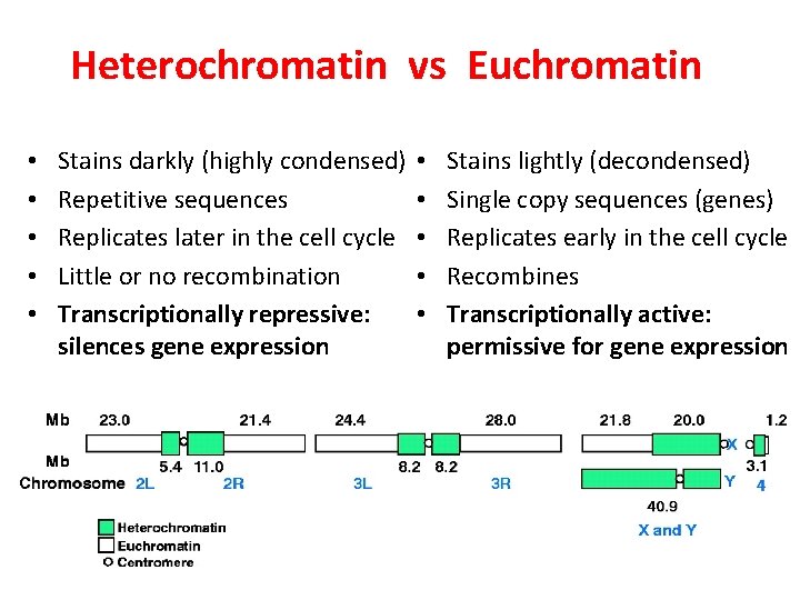 Heterochromatin vs Euchromatin • • • Stains darkly (highly condensed) Repetitive sequences Replicates later