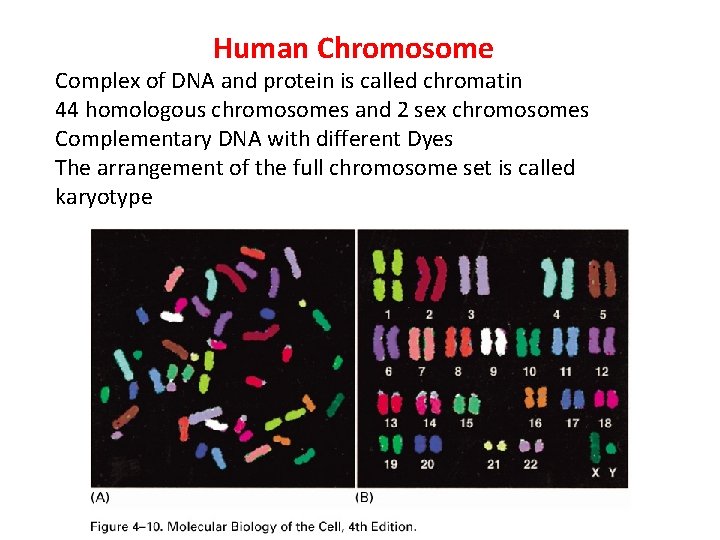 Human Chromosome Complex of DNA and protein is called chromatin 44 homologous chromosomes and