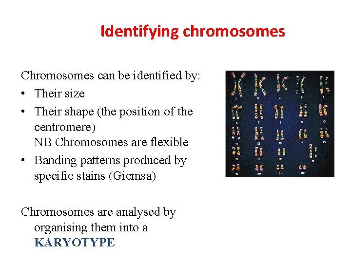 Identifying chromosomes Chromosomes can be identified by: • Their size • Their shape (the